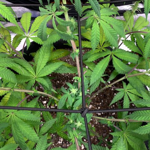 Gelato 45 growlog timeline photo