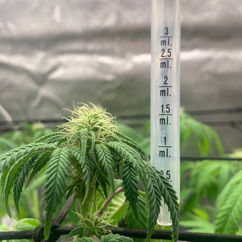 Gelato 45 growlog timeline photo