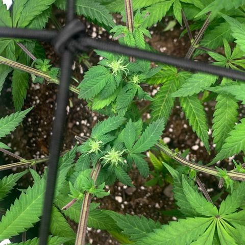Gelato 45 growlog timeline photo