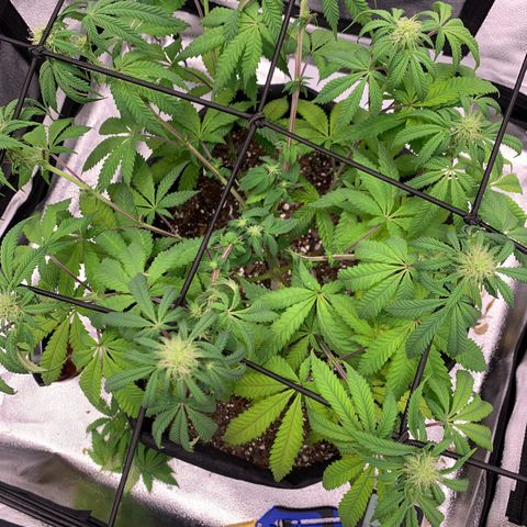 Gelato 45 growlog timeline photo