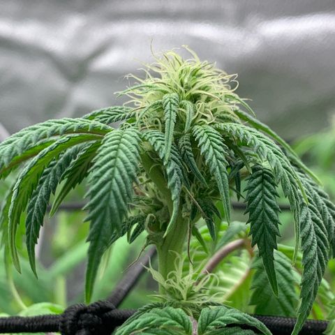 Gelato 45 growlog timeline photo