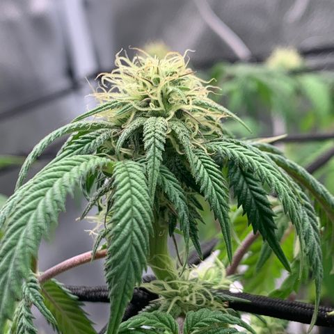 Gelato 45 growlog timeline photo