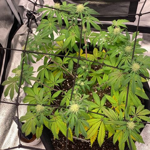Gelato 45 growlog timeline photo