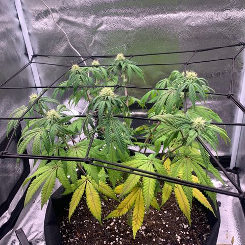 Gelato 45 growlog timeline photo