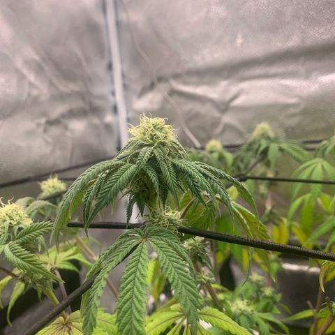 Gelato 45 growlog timeline photo