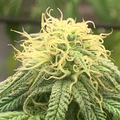 Gelato 45 growlog timeline photo