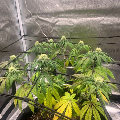 Gelato 45 growlog timeline photo
