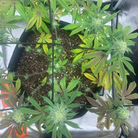 Gelato 45 growlog timeline photo