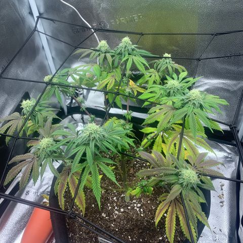 Gelato 45 growlog timeline photo