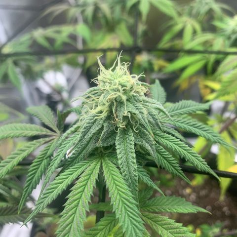 Gelato 45 growlog timeline photo