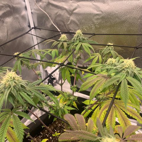 Gelato 45 growlog timeline photo