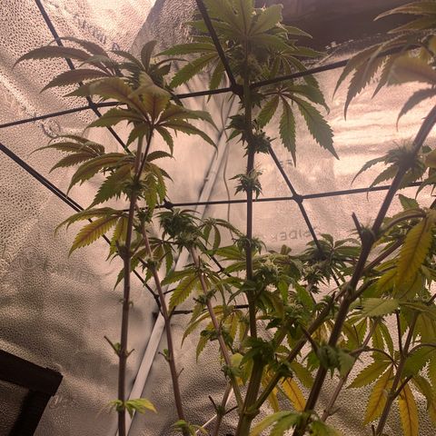 Gelato 45 growlog timeline photo
