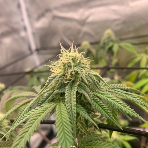 Gelato 45 growlog timeline photo