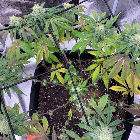 Gelato 45 growlog timeline photo
