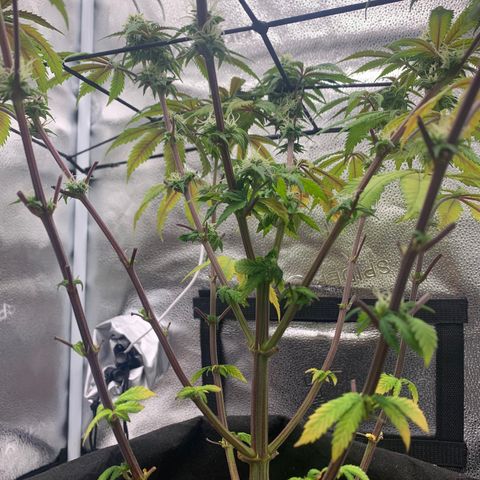 Gelato 45 growlog timeline photo