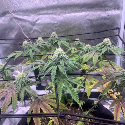 Gelato 45 growlog timeline photo