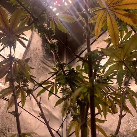 Gelato 45 growlog timeline photo