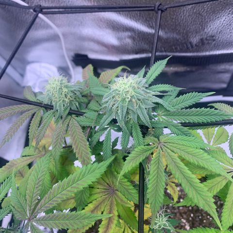 Gelato 45 growlog timeline photo