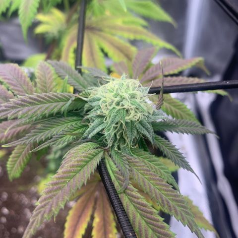 Gelato 45 growlog timeline photo
