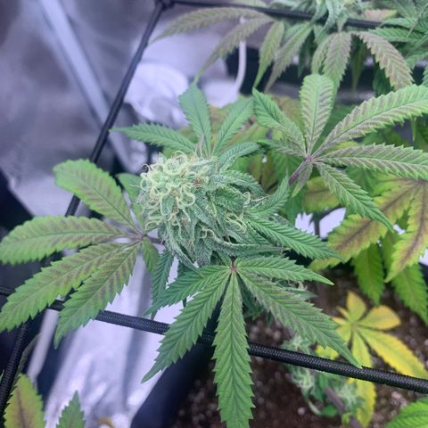 Gelato 45 growlog timeline photo