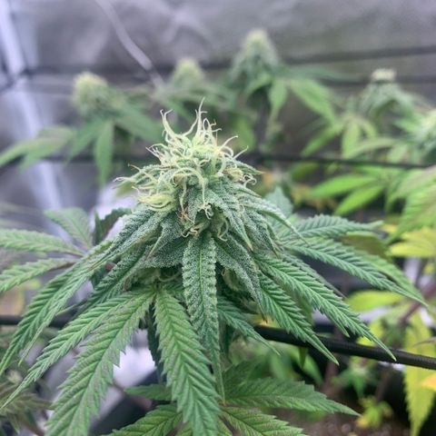 Gelato 45 growlog timeline photo