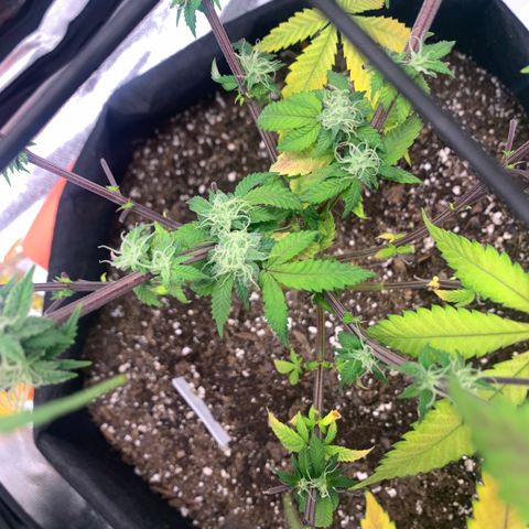 Gelato 45 growlog timeline photo