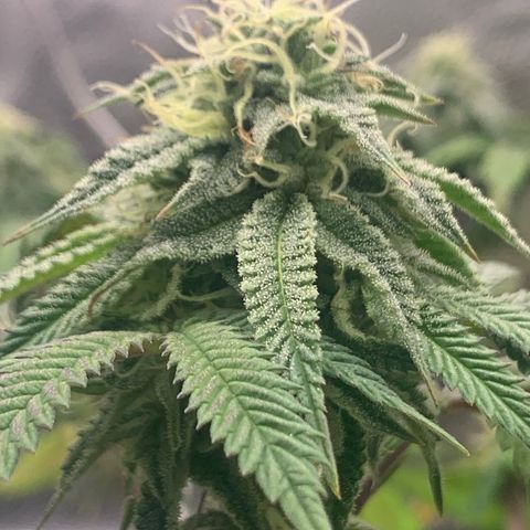 Gelato 45 growlog timeline photo