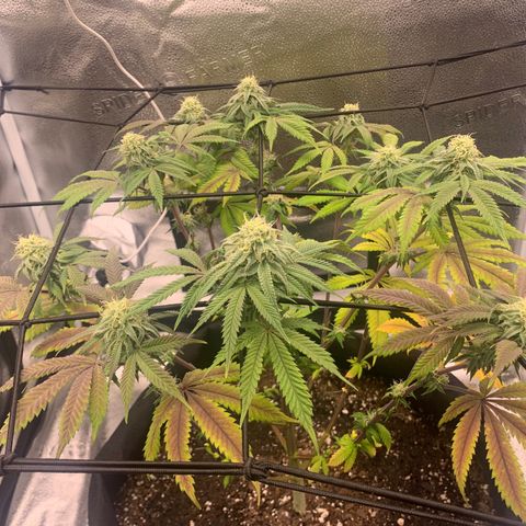 Gelato 45 growlog timeline photo