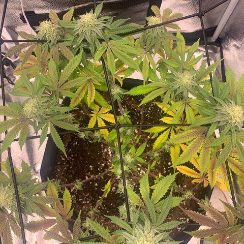 Gelato 45 growlog timeline photo