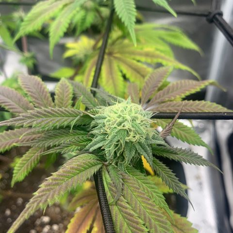 Gelato 45 growlog timeline photo
