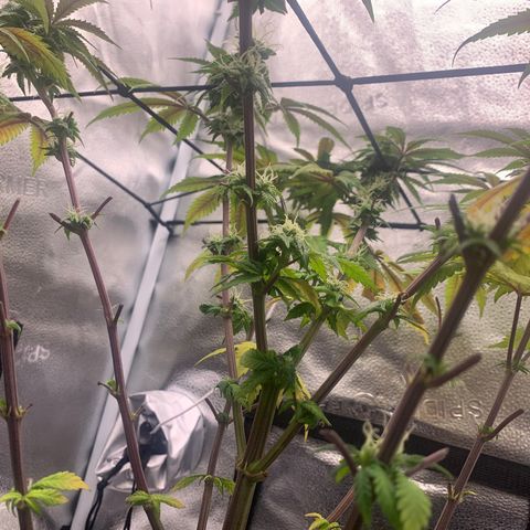 Gelato 45 growlog timeline photo