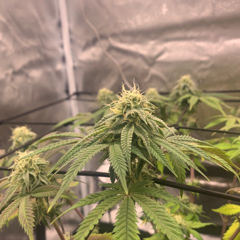 Gelato 45 growlog timeline photo