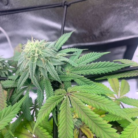 Gelato 45 growlog timeline photo