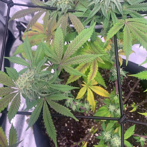 Gelato 45 growlog timeline photo