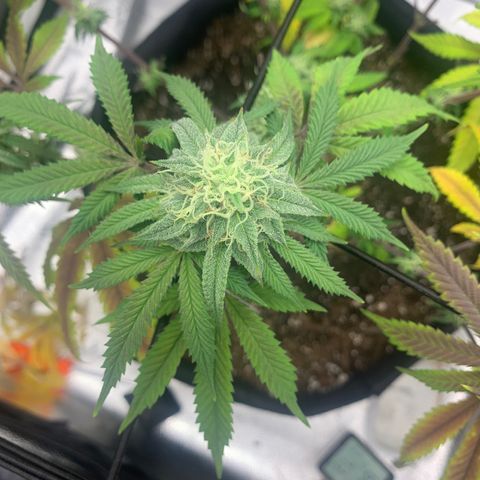 Gelato 45 growlog timeline photo