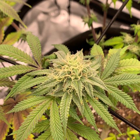 Gelato 45 growlog timeline photo