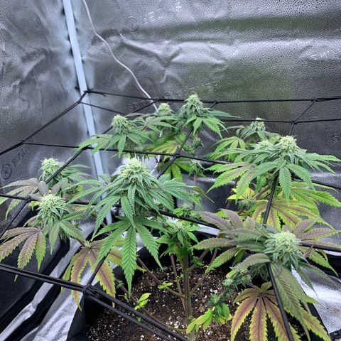 Gelato 45 growlog timeline photo