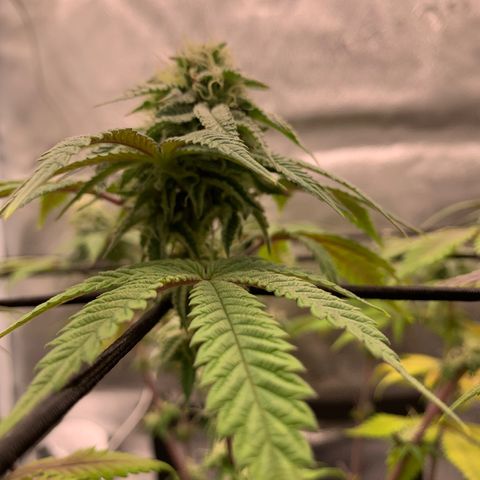 Gelato 45 growlog timeline photo
