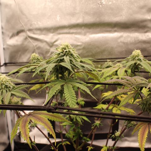 Gelato 45 growlog timeline photo