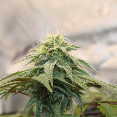 Gelato 45 growlog timeline photo