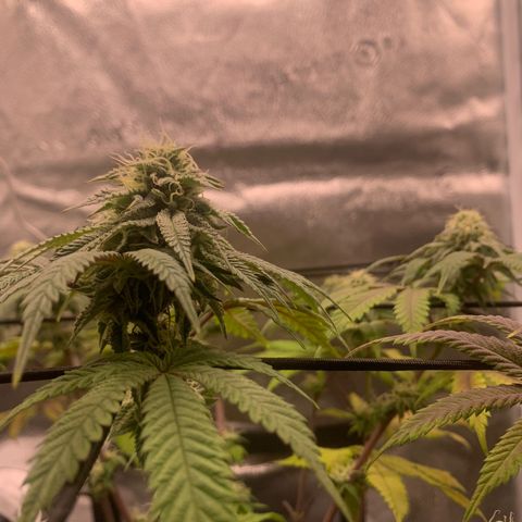 Gelato 45 growlog timeline photo
