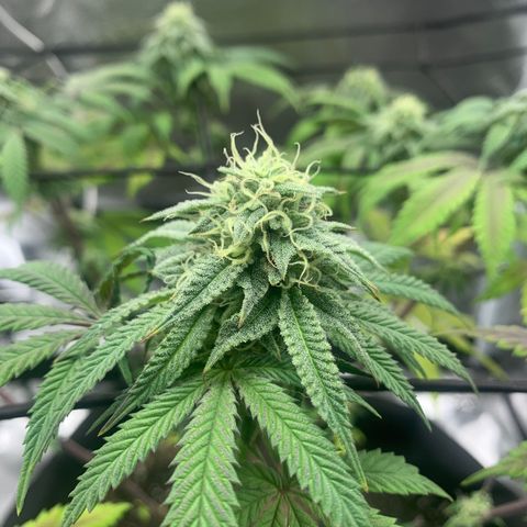 Gelato 45 growlog timeline photo