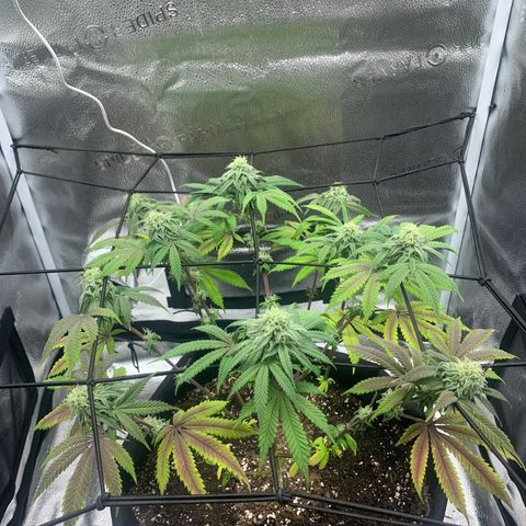 Gelato 45 growlog timeline photo