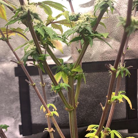 Gelato 45 growlog timeline photo