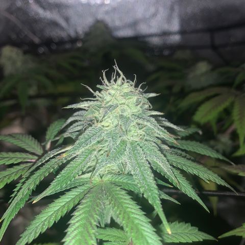 Gelato 45 growlog timeline photo