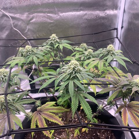 Gelato 45 growlog timeline photo