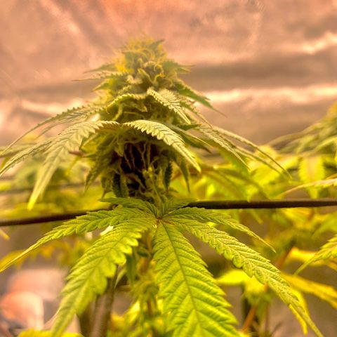 Gelato 45 growlog timeline photo