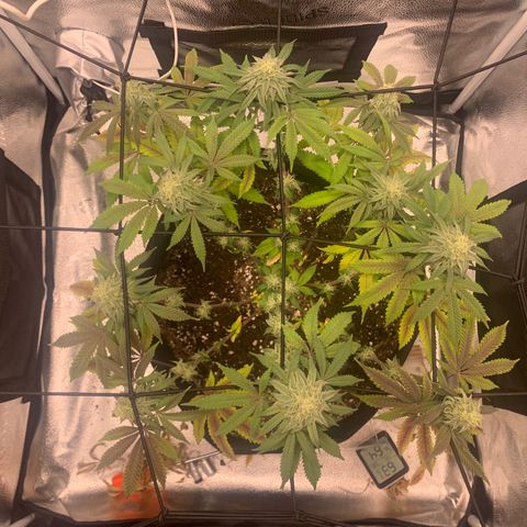 Gelato 45 growlog timeline photo