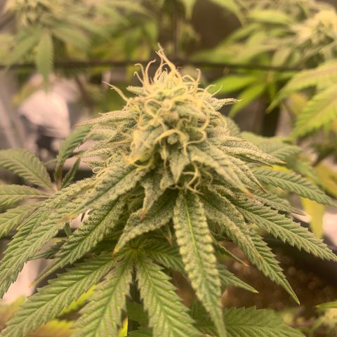 Gelato 45 growlog timeline photo