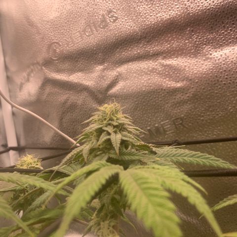 Gelato 45 growlog timeline photo